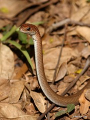 Psammophis mossambicus