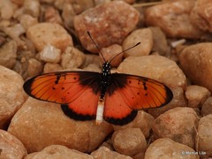 Acraea natalica