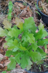 Quercus × harbisonii