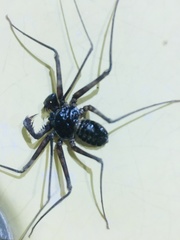 Paraphrynus laevifrons