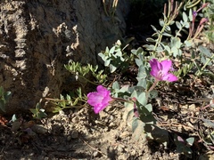 Epilobium siskiyouense
