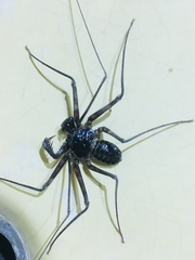 Paraphrynus laevifrons