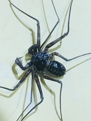 Paraphrynus laevifrons