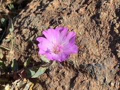 Epilobium siskiyouense
