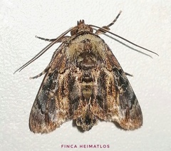 Drobeta