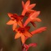 Watsonia pillansii - Photo (c) markus lilje, algunos derechos reservados (CC BY-NC-ND), uploaded by markus lilje