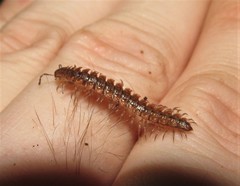 Pseudopolydesmus collinus