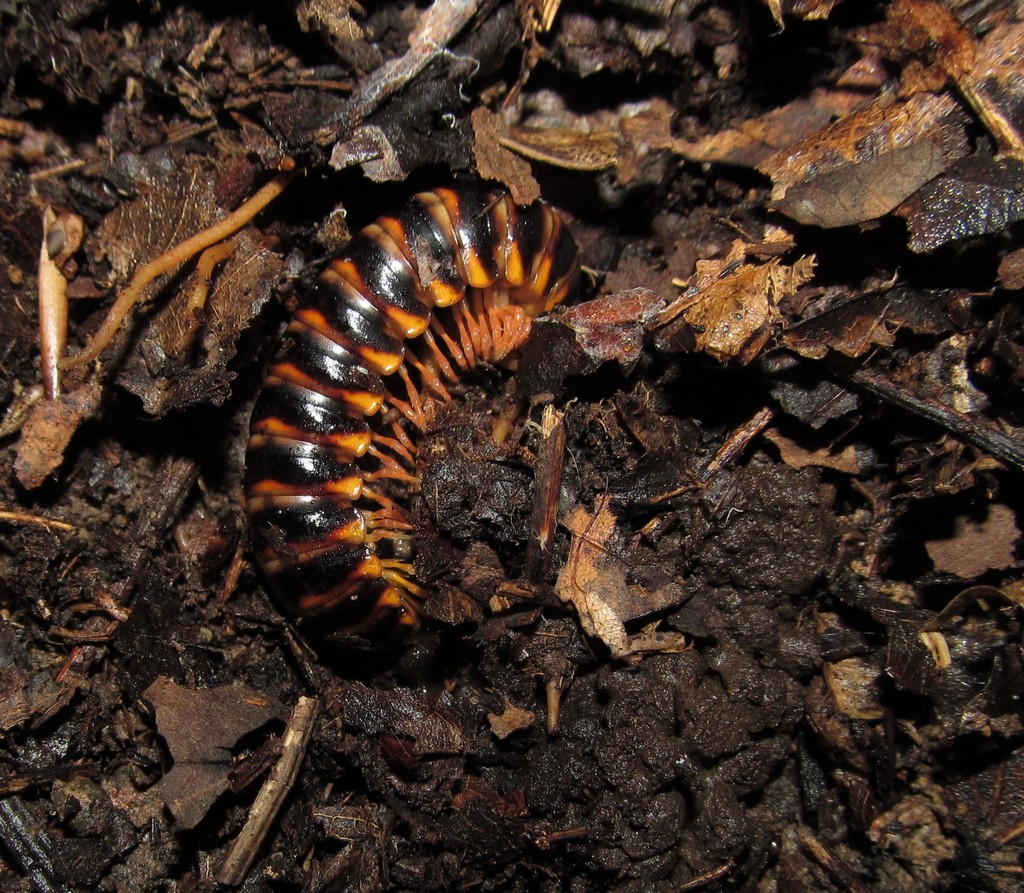 Brachoria indianae