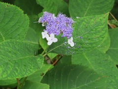 Hydrangea involucrata