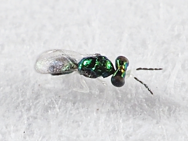 Achrysocharoides bisulcus
