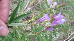Penstemon lyallii