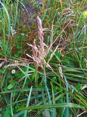 Poa eminens