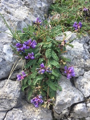 Oxytropis montana