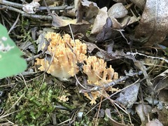 Ramaria calvodistalis