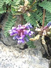 Oxytropis montana