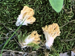 Ramaria calvodistalis