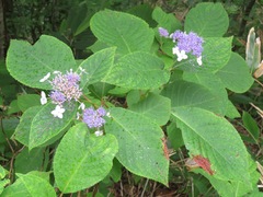 Hydrangea involucrata