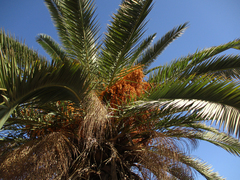 Arecaceae