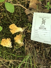 Ramaria calvodistalis