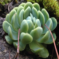 Echeveria elegans