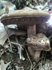 Sarcodon quercinofibulatus