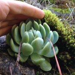Echeveria elegans