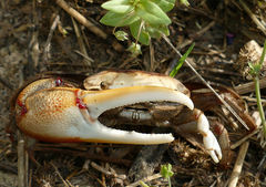 Minuca longisignalis