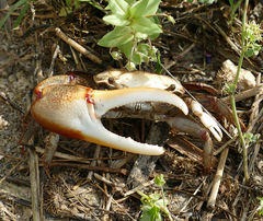 Minuca longisignalis