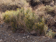 Chrysothamnus viscidiflorus puberulus