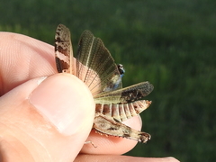 Encoptolophus costalis