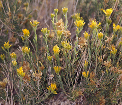 Chrysothamnus viscidiflorus puberulus