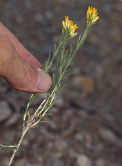 Chrysothamnus viscidiflorus puberulus
