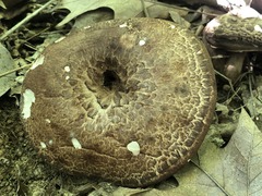 Sarcodon quercinofibulatus