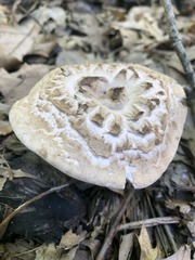 Sarcodon quercinofibulatus