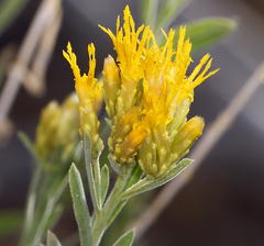 Chrysothamnus viscidiflorus puberulus