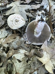 Sarcodon quercinofibulatus