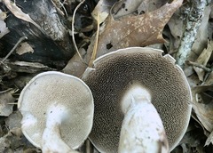 Sarcodon quercinofibulatus