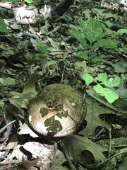 Sarcodon quercinofibulatus