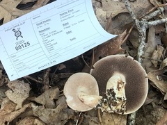 Sarcodon quercinofibulatus