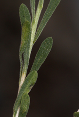 Chrysothamnus viscidiflorus puberulus