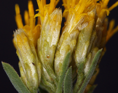 Chrysothamnus viscidiflorus puberulus