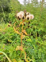 Picris japonica kamtschatica