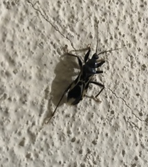 Rasahus albomaculatus