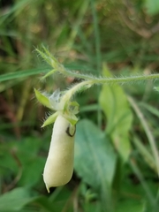 Crotalaria sagittalis