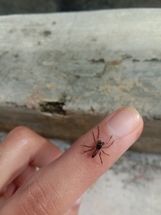 Spartaeus spinimanus