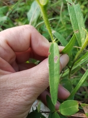 Crotalaria sagittalis