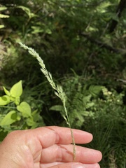 Muhlenbergia mexicana