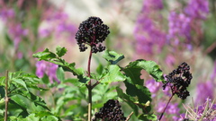 Sambucus racemosa melanocarpa