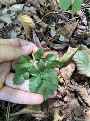 Sceptridium multifidum