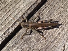 Melanoplus differentialis